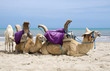 Dromedars at the beach