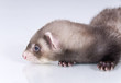 Young ferret