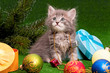 Cute gray kitten