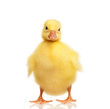 Domestic gosling