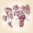Vector: bunch of grapes bunch of grapes