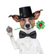 chimney sweeper dog