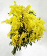 mimosa