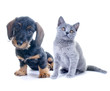 Hund und Katze