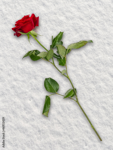 Photo: Rose in Snow Rose in Snow