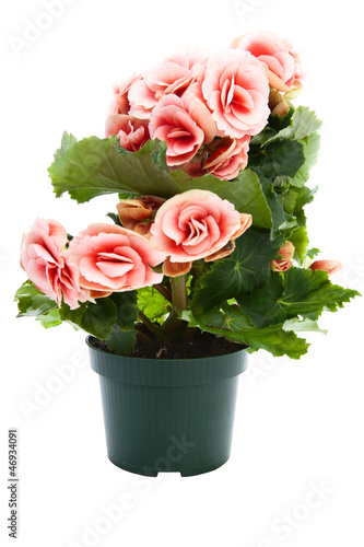 Photo: Beautiful flowers begonia in a flower pot. Beautiful flowers begonia in a flower pot.