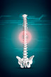 Spine