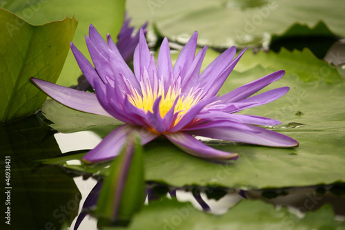 Photo: violet water lily flower head violet water lily flower head