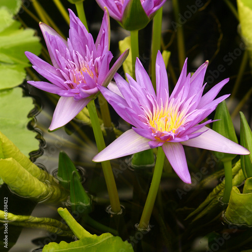 Photo: clustor of violet water lilies clustor of violet water lilies