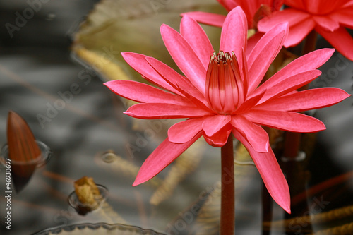 Photo: blooming red water lily blooming red water lily