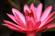 detail of red lily flower head