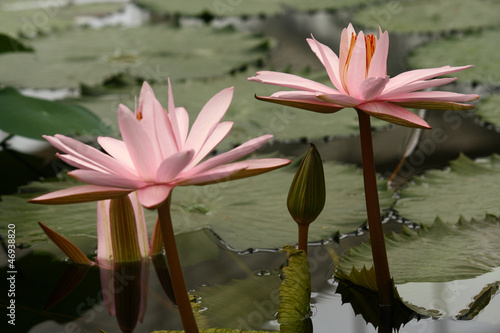 Photo: cluster of pink water lilies cluster of pink water lilies