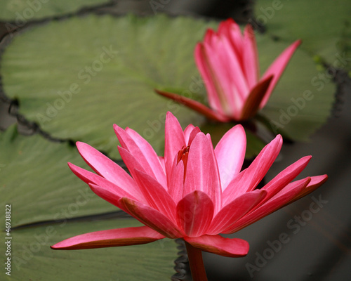 Photo: two red water lily flower heads two red water lily flower heads