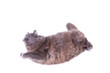 Flying cat