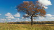 Maple tree  showing the colors of autumn