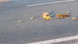 Speed car moving on autumn leaves