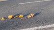 Cars driving on autumn leaves