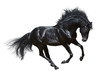 Photo: Black stallion in motion - isolated on white Black stallion in motion - isolated on white