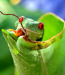 Rotaugenlaubfrosch Agalychnis callidryas