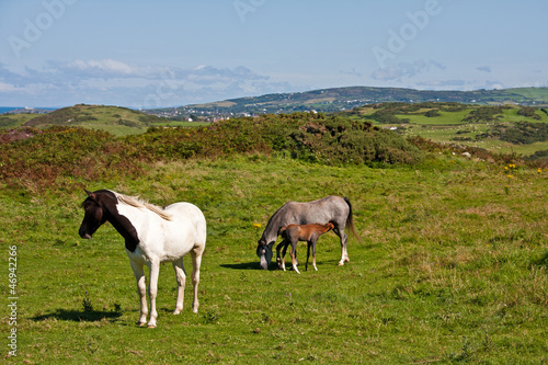 Photo: Wild Welsh Ponies Wild Welsh Ponies