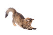 playful kitten cat isolated on white
