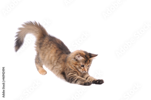 Photo: playful kitten cat isolated on white playful kitten cat isolated on white