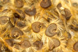 hibiscus seeds taken in winter