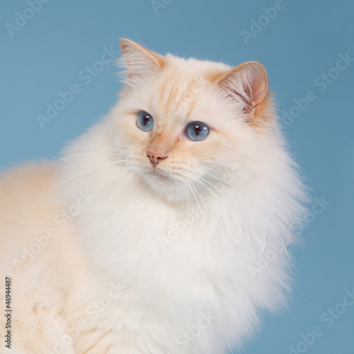 Photo: Ragdoll with blue background Ragdoll with blue background