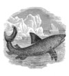 Shark - Haifisch - Requin Pelerin