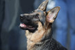 German Shepherd Dog