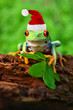 Rotaugenlaubfrosch mit weihnachtsmutze