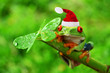 Rotaugenlaubfrosch mit weihnachtsmutze
