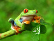 Rotaugenlaubfrosch Agalychnis callidryas