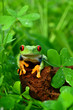 Rotaugenlaubfrosch Agalychnis callidryas