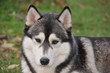 Siberian Husky, Hündin
