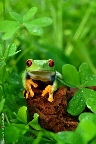 Photo: Rotaugenlaubfrosch Agalychnis callidryas Rotaugenlaubfrosch Agalychnis callidryas