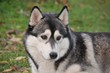 Siberian Husky, Hündin