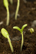New Growth
