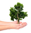 Hands and tree isolated