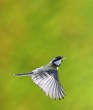 Bird in flight.