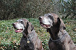 senior pointer sisters, german shorthaired pointers