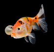 bubble balloon goldfish isolated on black background
