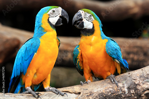 Fototapeta Couple blue-and-yellow macaws (Ara ararauna)