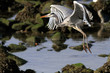 Heron flight
