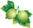 Gooseberry