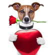 valentine dog