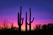 Tall saguaro cactus plants against evening sky