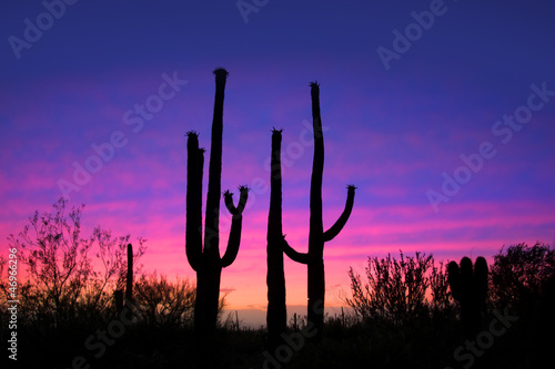 Photo: Tall saguaro cactus plants against evening sky Tall saguaro cactus plants against evening sky