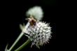 Bee on dandelion flower