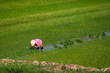Worker planting rice on a wet paddy field in Vietnam